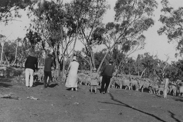 Gibson&rsquo;s and Jim Drake at Eumerella sheep yards