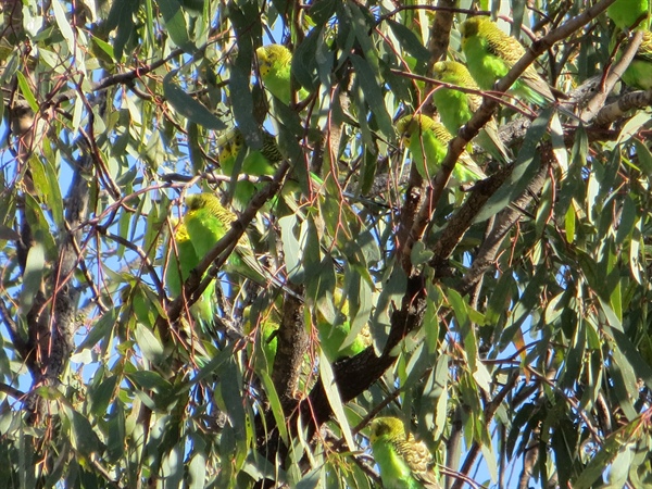 Budgerigars