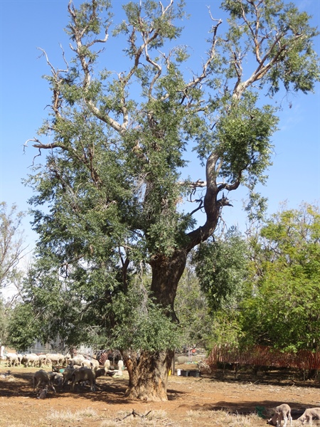 A Rough Barked Apple box also know by the Gomeroi at a Bulumin Tree