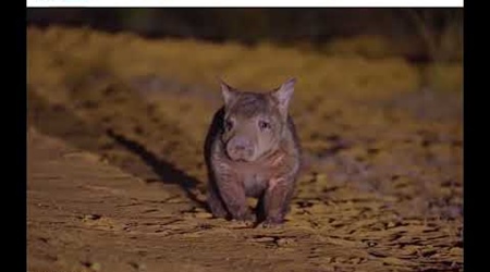 William the Wombat